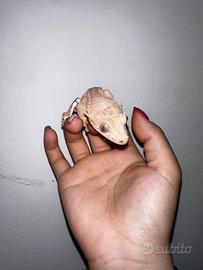 Geco ciliatus