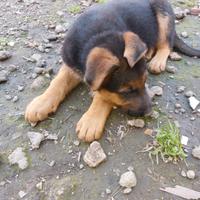 Cuccioli pastore tedesco maschi