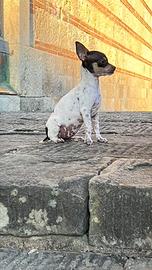 Chihuahua toy
