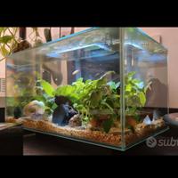 Acquario arredato Fluval Edge
