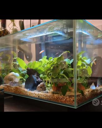 Acquario arredato Fluval Edge