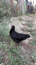 Galli e galline Australorp