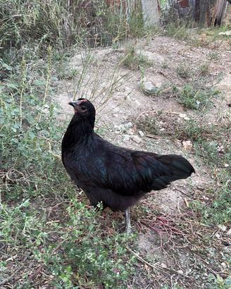 Galli e galline Australorp