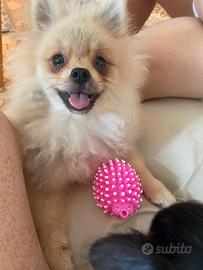 Spitz Pomerania femmina