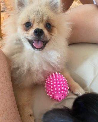 Spitz Pomerania femmina