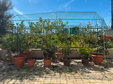 Piante di limoni grandi