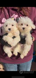 Cuccioli di maltese