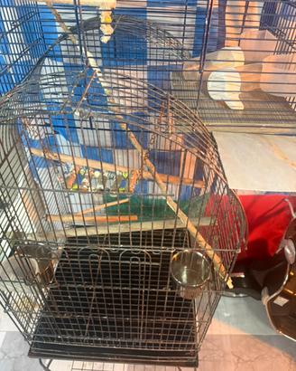 Gabbia per qualsias tipo di volatile