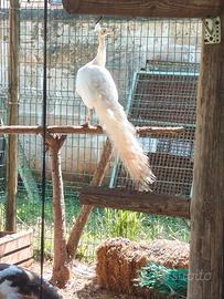 Pavone maschio bianco adulto