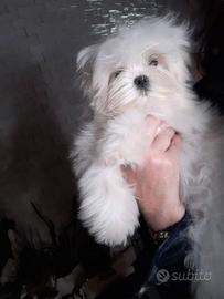 Maltese mini toy linea coreana