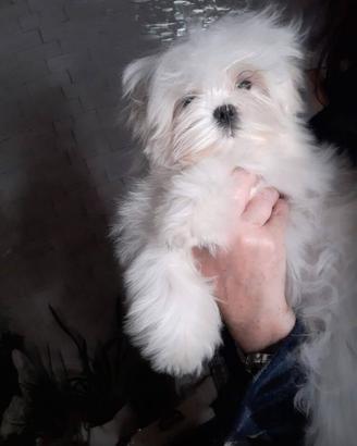 Maltese mini toy linea coreana
