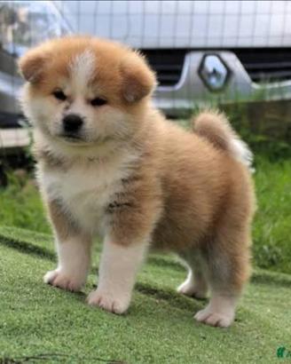 Akita Inu