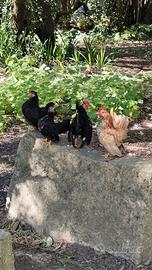 Galline Serama(nane)