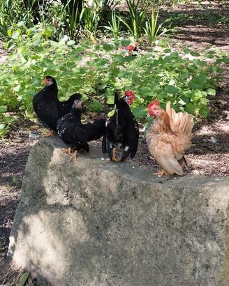 Galline Serama(nane)