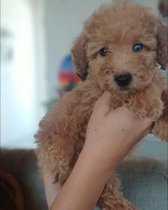 Cucciolo nano Barboncino Fulvo