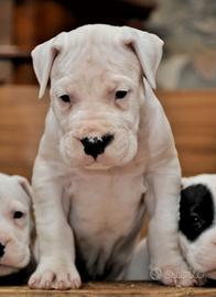 Fantastici cuccioli di dogo argentino