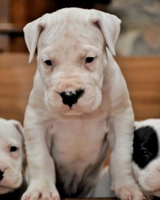 Fantastici cuccioli di dogo argentino