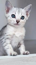 Splendidi cuccioli pura razza bengala 