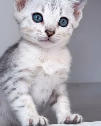 Splendidi cuccioli pura razza bengala 