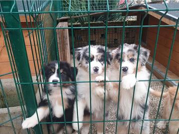 Cuccioli pastore australiano pedigree ENCI
