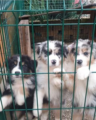 Cuccioli pastore australiano pedigree ENCI