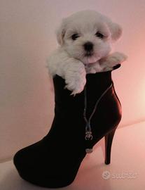 Cucciolo maltesi con pedigree