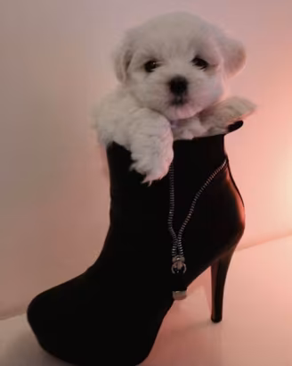 Cucciolo maltesi con pedigree