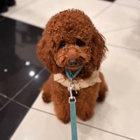 Barboncino Red Disponibile Per Monta