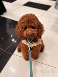 Barboncino Red Disponibile Per Monta