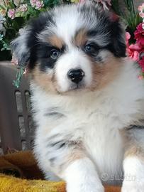 Cuccioli di Pastore Australiano