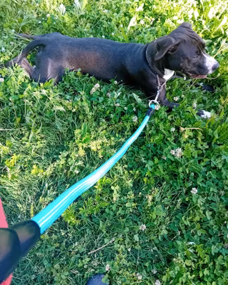 Amstaff femmina