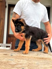 Cuccioli di Pastore Tedesco con pedigree