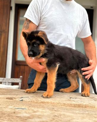 Cuccioli di Pastore Tedesco con pedigree