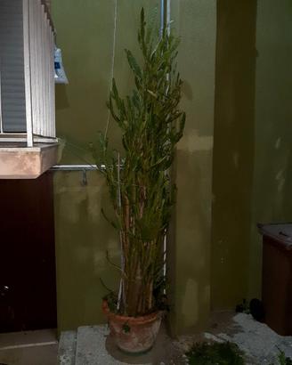 Pianta grassa