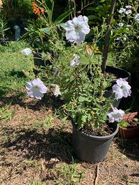 Petunia altezza 50 in vaso da 18.