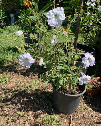 Petunia altezza 50 in vaso da 18.