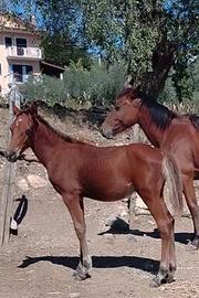 Puledro