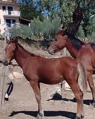 Puledro