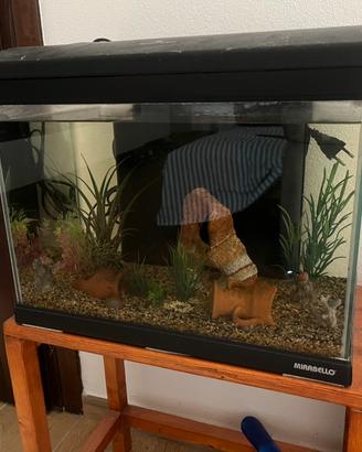 Acquario mirabello 45lt