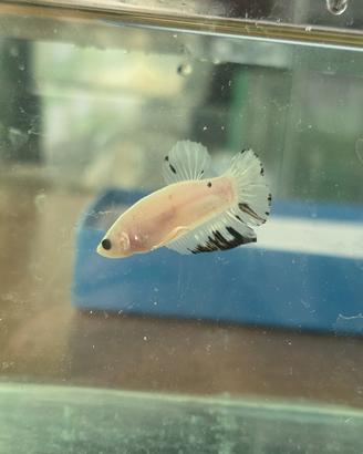 Betta