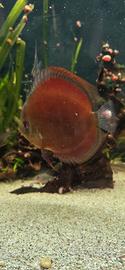 ultimi sei discus
