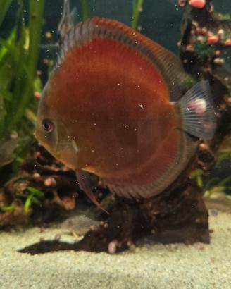 ultimi sei discus
