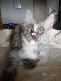 Cucciola Maine Coon con pedigree