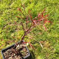 Acero bonsai