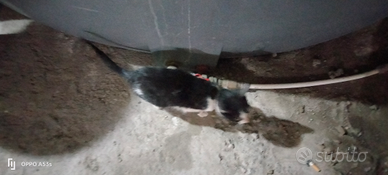 Gattina di 3 mesi