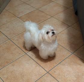 Accoppiamento Maltese toy di 2kg