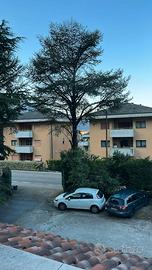 legna di cedro per lavori