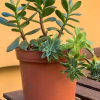 Pianta albero di giada