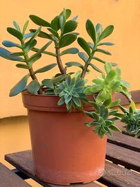 Pianta albero di giada