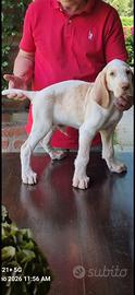 6 cuccioli di spinone italiano maschi